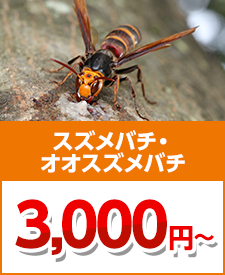 スズメバチ・オオスズメバチ・スズメバチの巣