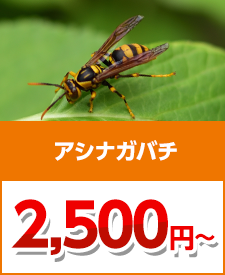 アシナガバチ・アシナガバチの巣